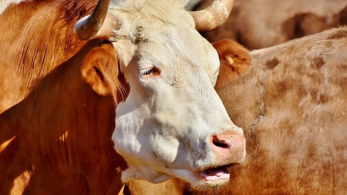 Niña de seis años en estado grave tras ser golpeada por un buey en compras navideñas.