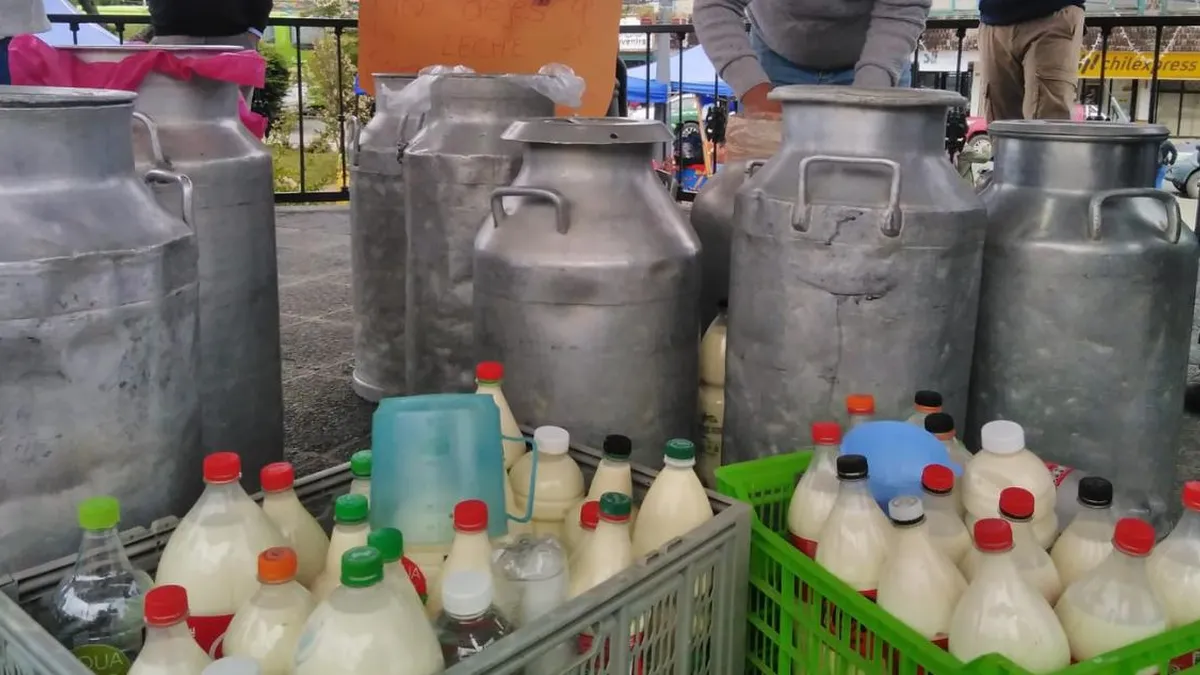 Productores lecheros de Los Lagos protestan con entrega gratuita de leche: ¿qué hay detrás de la crisis?