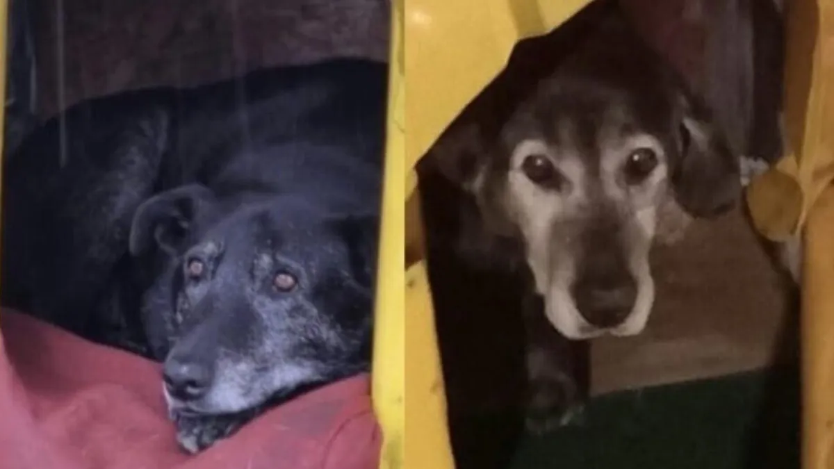 Acusados de matar a dos perros en Valdivia aceptan juicio abreviado.