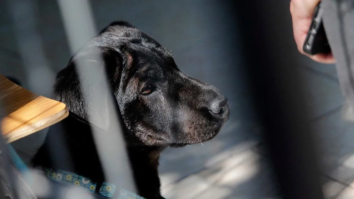 Diputados proponen aumentar penas por maltrato animal en nueva iniciativa legislativa