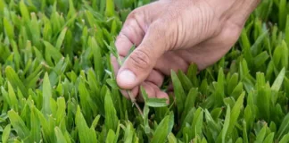 Descubre el secreto de los jardineros para un césped siempre verde y saludable.