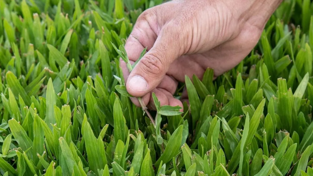 Descubre el secreto de los jardineros para un césped siempre verde y saludable.