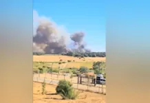 Alerta roja en Chillán Viejo: incendio forestal consume seis hectáreas.