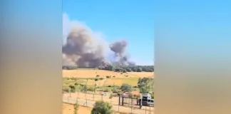 Alerta roja en Chillán Viejo: incendio forestal consume seis hectáreas.