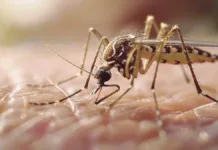 Dengue en verano: estabilidad en Argentina y aumento de casos en Brasil.