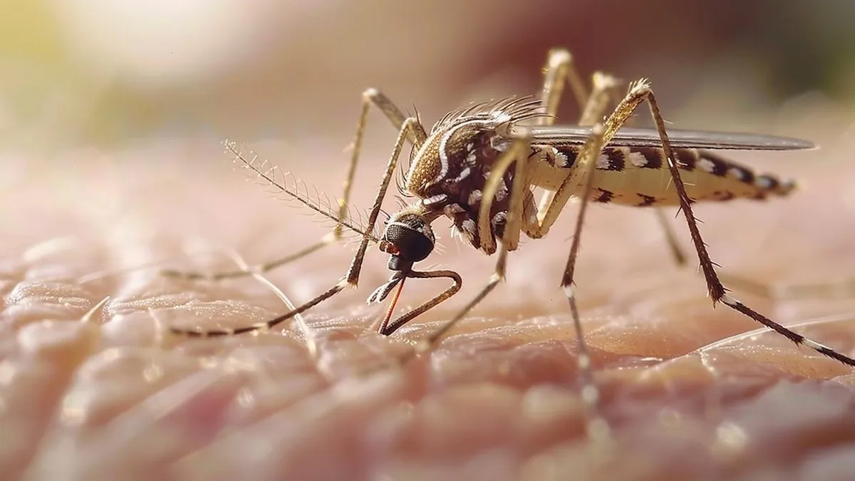 América Latina enfrenta la mayor epidemia de dengue en décadas: ¿qué está sucediendo?