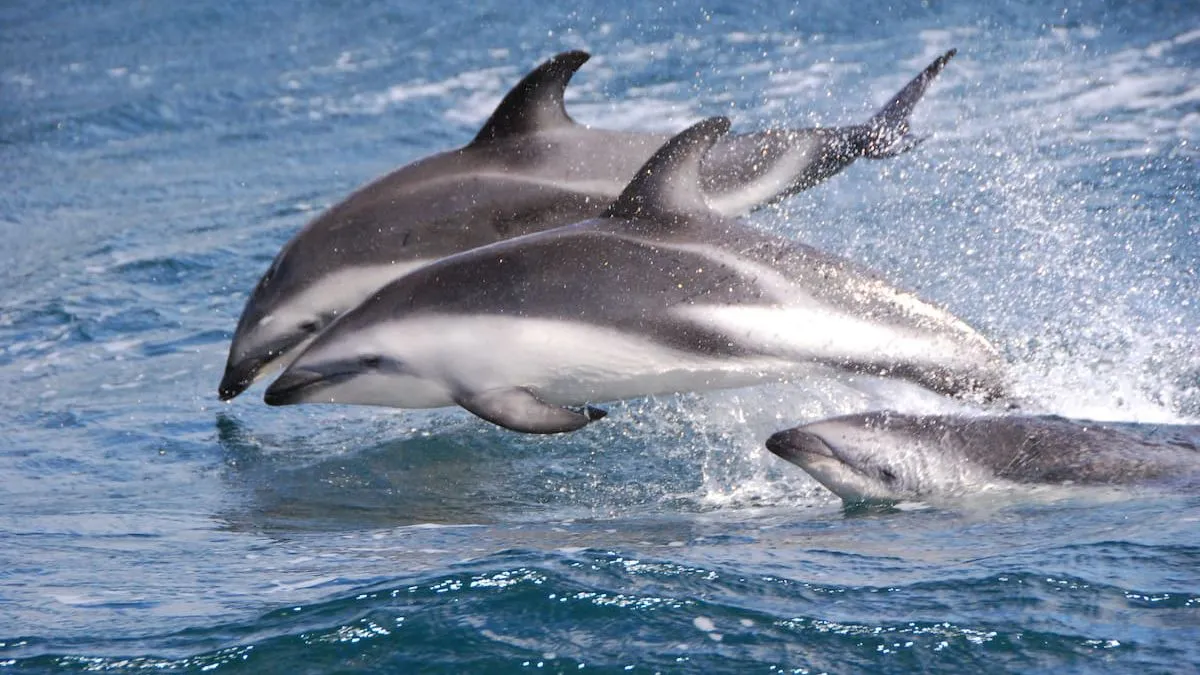 Distancia segura para observar ballenas en Chile: 300 metros sin multas.