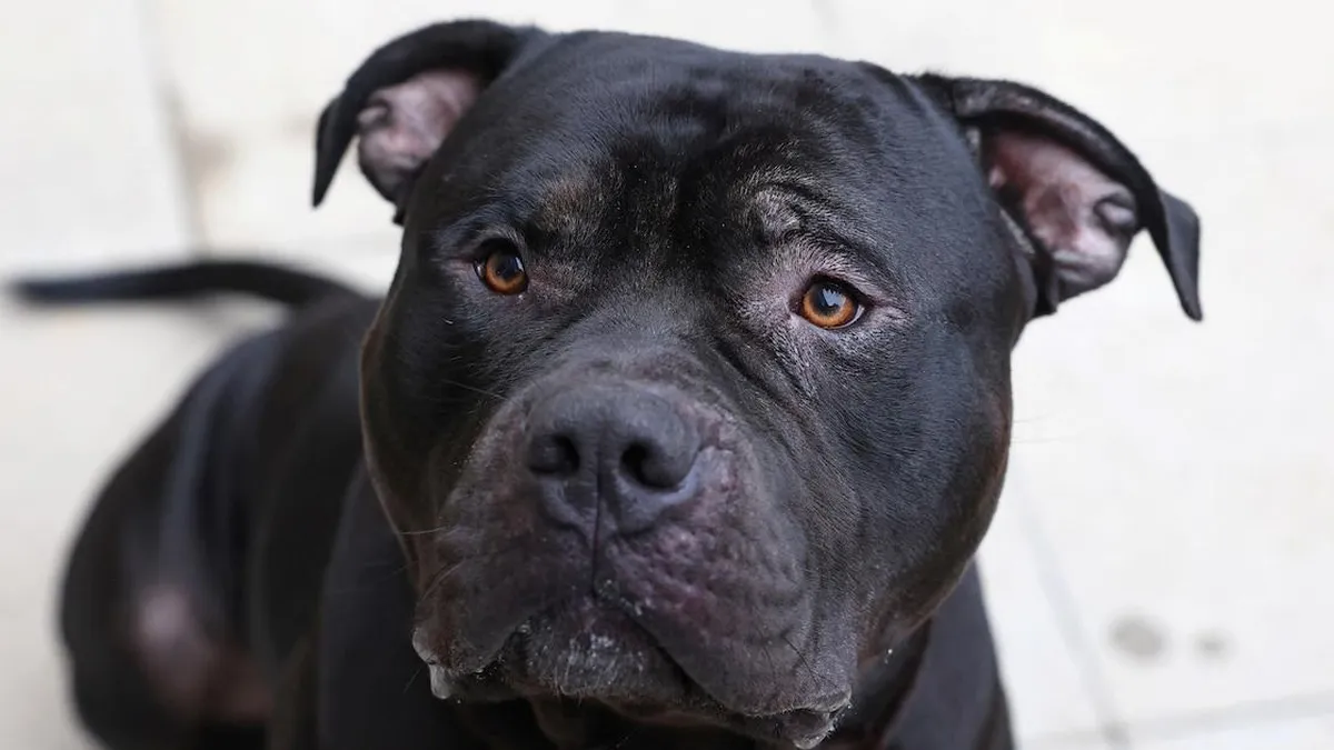 El 2025 marcará un cambio crucial en la regulación de razas de perros peligrosos