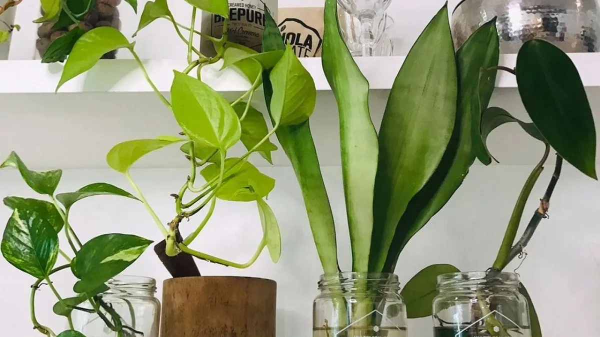 Descubre el método infalible para mantener tus plantas saludables durante las vacaciones de verano