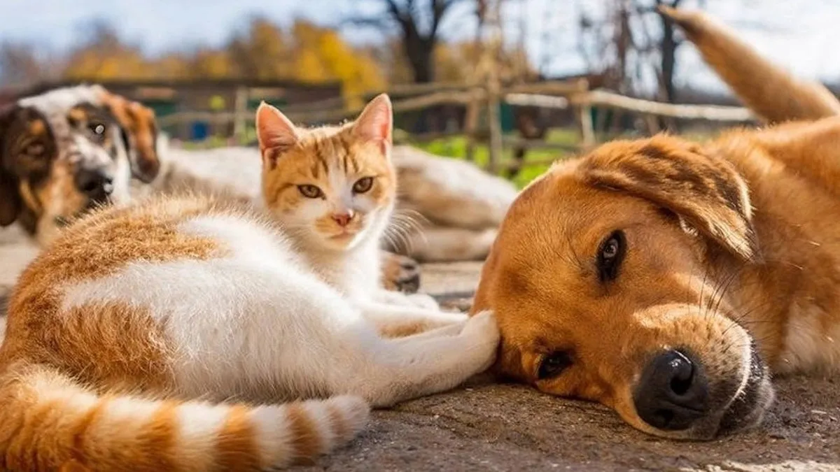 Consejos esenciales para cuidar a tus mascotas durante el verano: ¿estás preparado para las vacaciones?