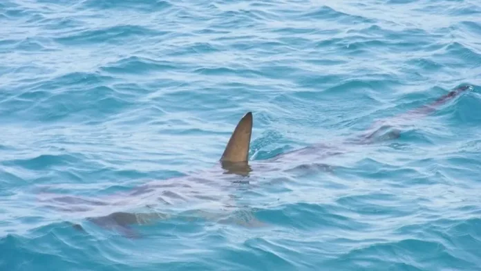 Tragedia en el Mar Rojo: un ataque de tiburón cobra la vida de un bañista.