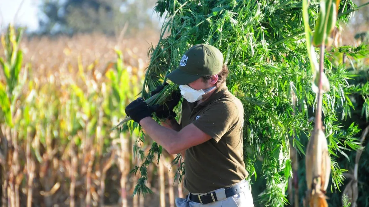 Operativo antidrogas en Ñuble: ¿qué se descubrió en la comuna de Pemuco?