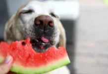 Descubre qué frutas son seguras y cuáles son tóxicas para tus mascotas.