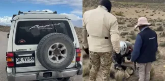 Impactante maltrato animal en Putre: perro arrastrado con un vehículo