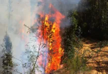 Identifican al autor del incendio que causó la muerte de tres brigadistas en Los Sauces.