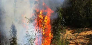 Identifican al autor del incendio que causó la muerte de tres brigadistas en Los Sauces.