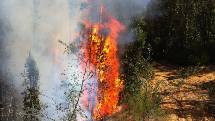 Identifican al autor del incendio que causó la muerte de tres brigadistas en Los Sauces.