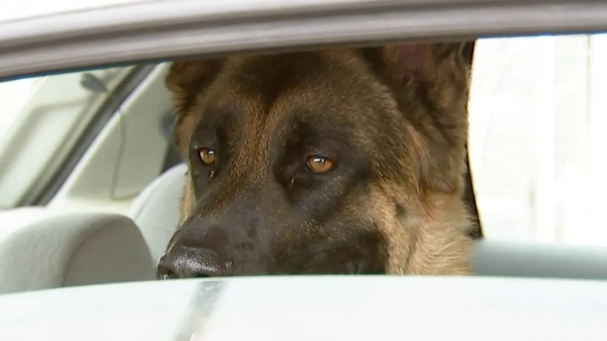 Dueño de perro encerrado en auto en El Tabo enfrenta infracción tras rescate policial