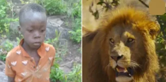 Un niño sobrevive 5 días a la deriva en un parque de leones en Zimbabue.