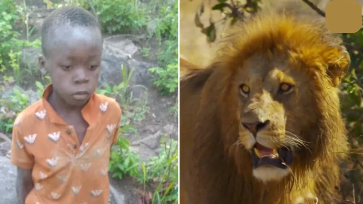 Un niño sobrevive 5 días a la deriva en un parque de leones en Zimbabue.