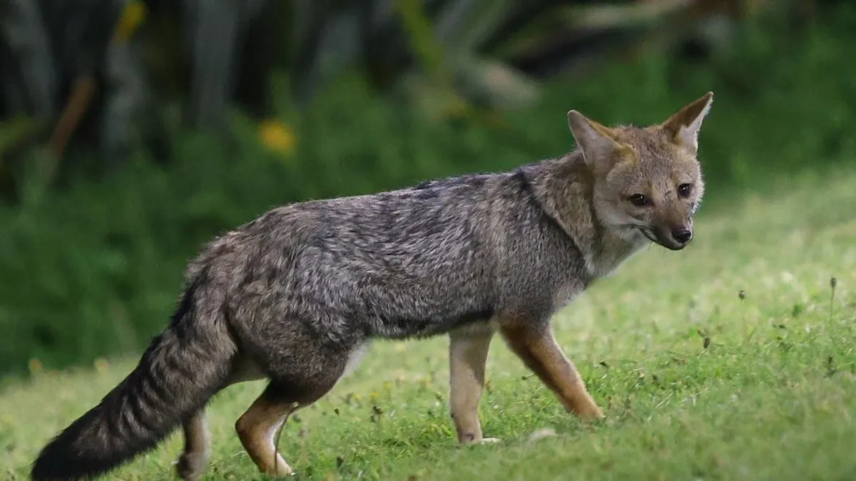 Un zorro silvestre se convierte en el inusual habitante de Playa Chica en Mar del Plata