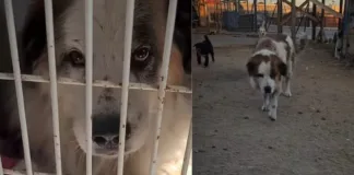 Perrito herido busca hogar urgente tras escapar de veterinaria. ¡Adóptalo!