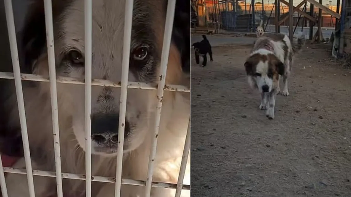 Beethoven, el perro apuñalado, busca un hogar tras escapar de la veterinaria y enfrentar nuevos peligros