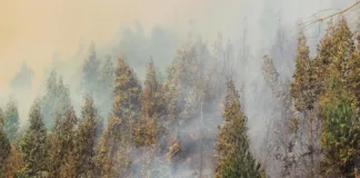 Corma: 55% de incendios forestales en Bío Bío son provocados intencionalmente.