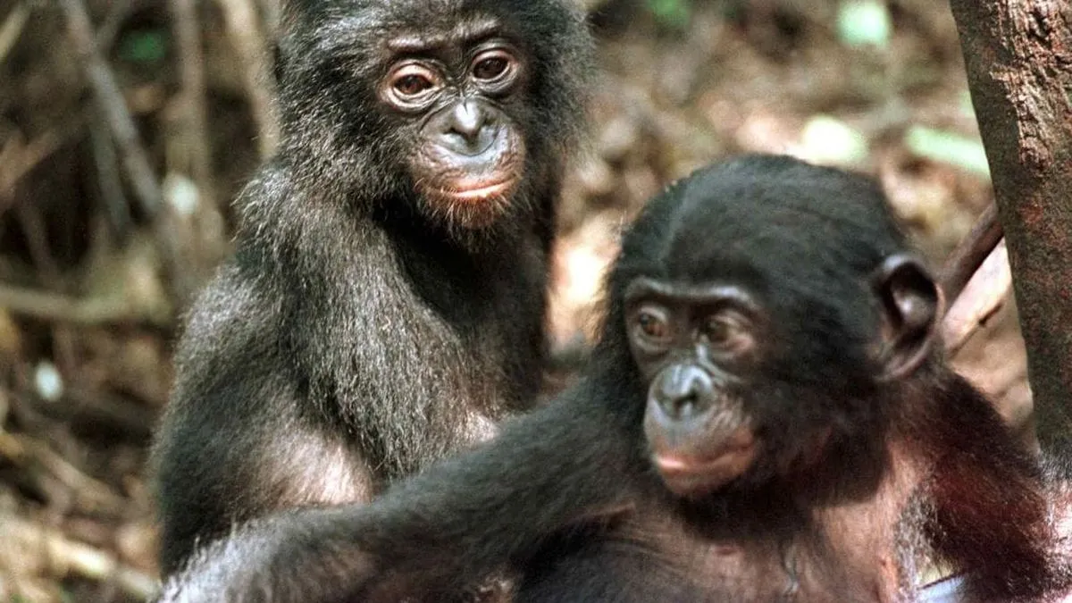 Bonobos demuestran capacidad para identificar ignorancia en otros, revelando habilidades cognitivas sorprendentes