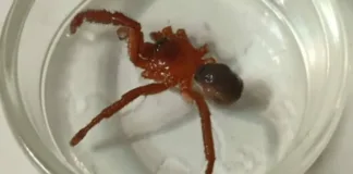 Nueva especie de araña venenosa descubierta en Talca