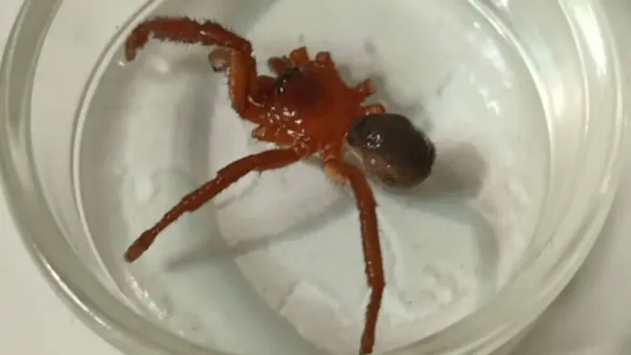 Nueva especie de araña venenosa descubierta en Talca