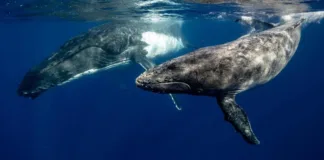 El canto de las ballenas revela similitudes con el lenguaje humano