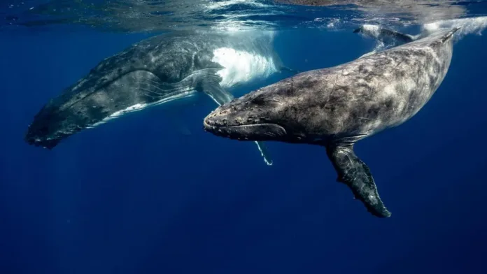 El canto de las ballenas revela similitudes con el lenguaje humano