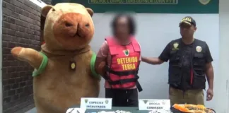 Un policía peruano captura a un narcotraficante disfrazado de 'Capibara del Amor'.