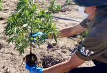 Carabineros hallan cultivo de marihuana tras incendio en Vilcún.