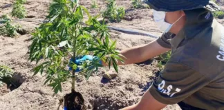 Carabineros hallan cultivo de marihuana tras incendio en Vilcún.