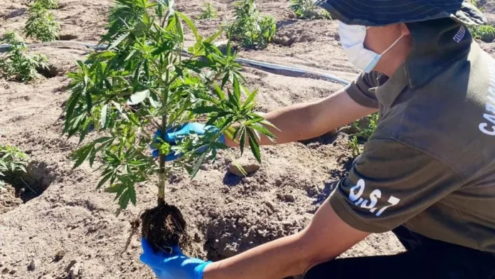 Carabineros hallan cultivo de marihuana tras incendio en Vilcún.