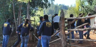 PDI allana Temucuicui: más de 300 plantas de marihuana incautadas en operativo.