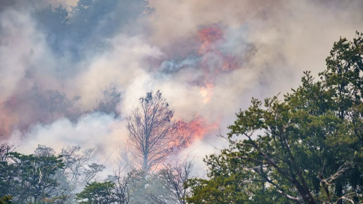Incendio forestal en Argentina avanza hacia Chile, Conaf asegura que riesgo para la población es mínimo