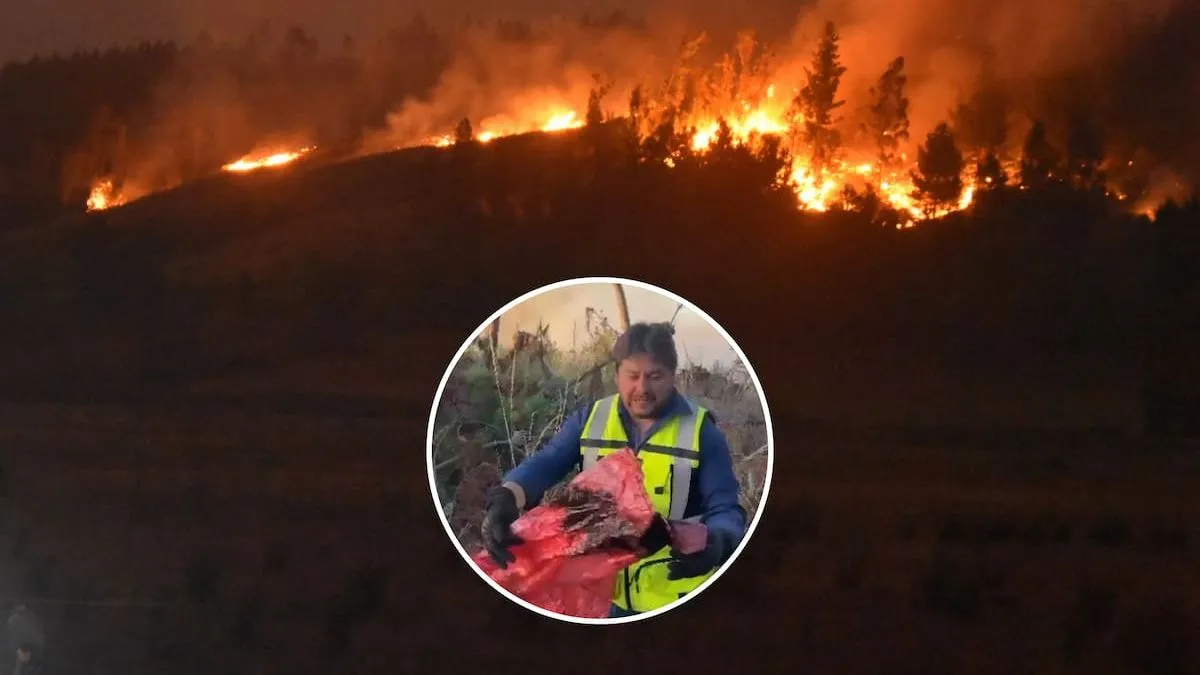 Alcalde de Galvarino denuncia líquido acelerante en áreas de incendios forestales.