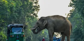 Tragedia en Sri Lanka: descarrilamiento de tren cobra la vida de 6 elefantes.