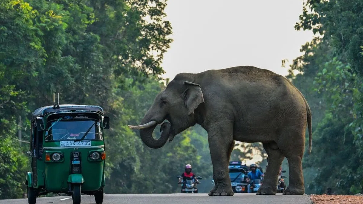 Tragedia en Habarana: choque de tren deja seis elefantes muertos, incluyendo tres crías, en un incidente alarmante