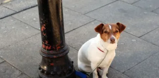 ¿Dejar a tu perro amarrado en la calle puede costarte una multa? Descúbrelo aquí.