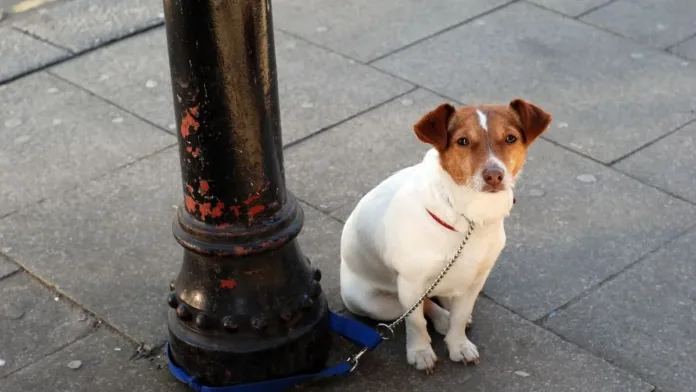 ¿Dejar a tu perro amarrado en la calle puede costarte una multa? Descúbrelo aquí.