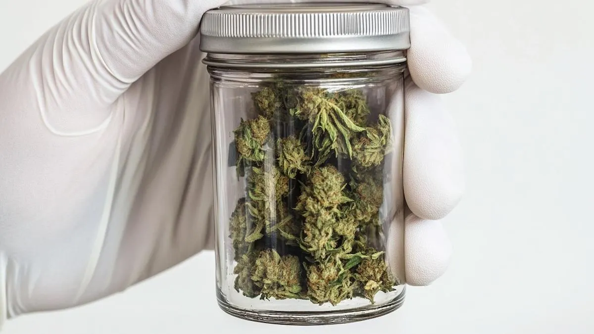 Investigaciones revelan riesgos cardiovasculares del consumo de marihuana, cuestionando su percepción como sustancia inocua