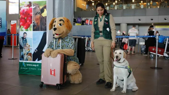 La ley sobre el transporte de mascotas en aviones tras el caso de la influencer.