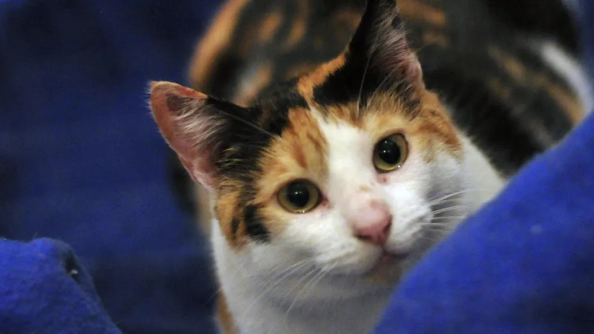 Gato rescatado tras ser arrojado por ducto de basura en San Miguel, comunidad exige justicia por maltrato