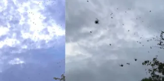 Lluvia de arañas en Brasil: un fenómeno natural que asombra y viraliza en redes.