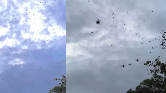 Lluvia de arañas en Brasil: un fenómeno natural que asombra y viraliza en redes.