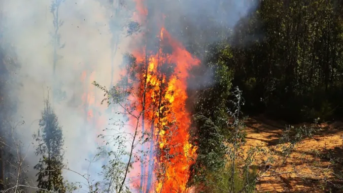 Alerta roja en Angol: evacuación por incendio en Parque-Río Huequén.